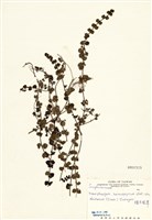 藏品(腰只花草)的圖片